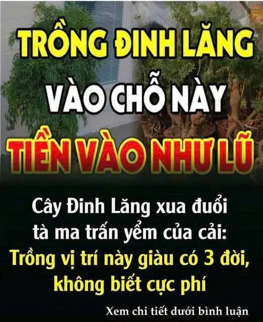 Cây Đinh Lăng xua đuổi tàma trấn yểm của cải: Trồng vị trí này giàu có 3 đời, không biết cực