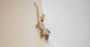 P3. Lizards in Your House: What Does it Really Mean?