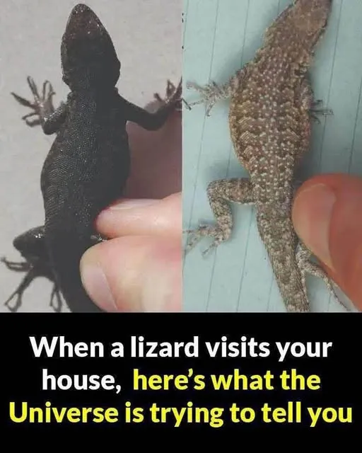 When a lizard visits your house that’s a sign