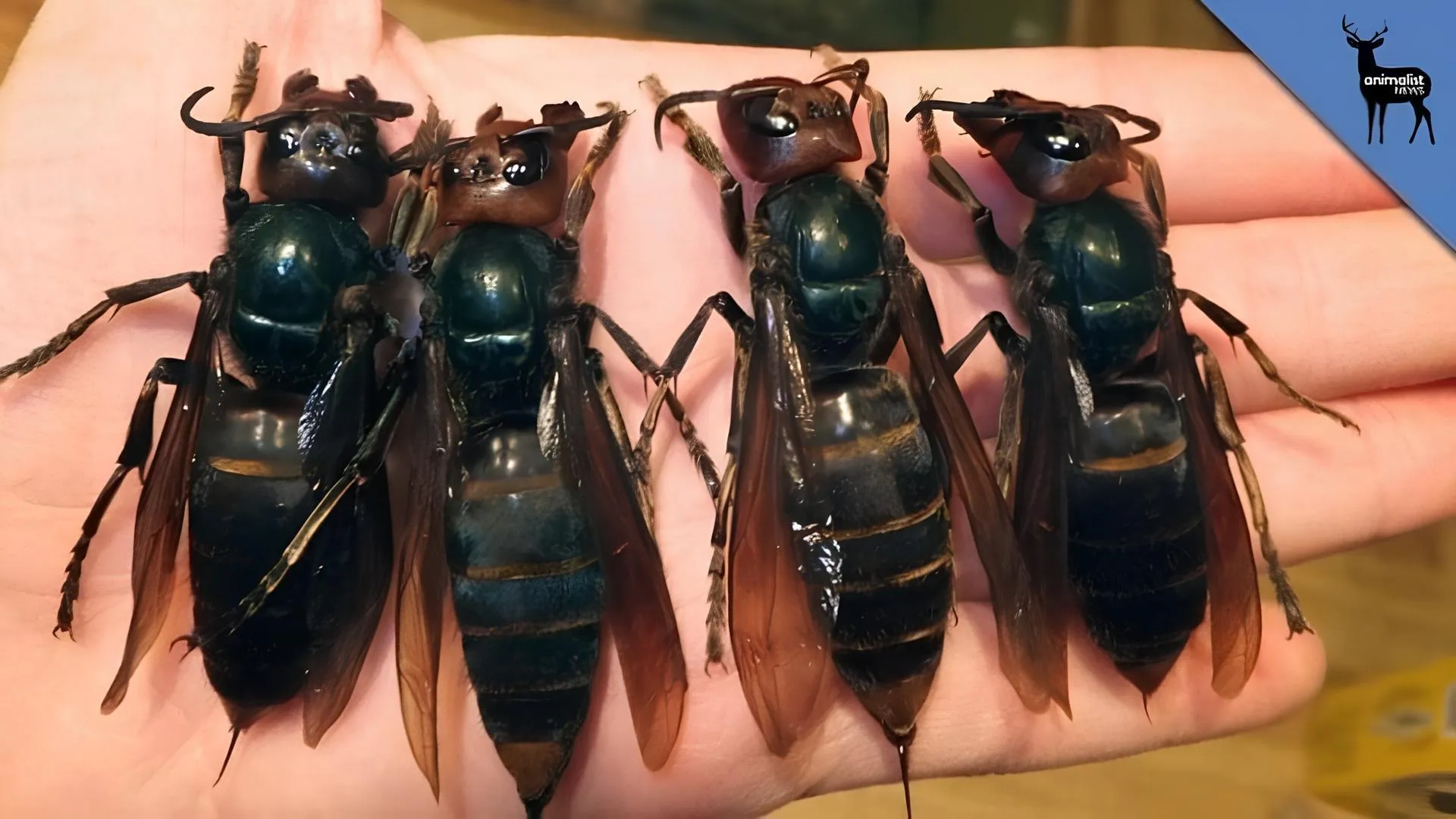 16. The world’s most dangerous insect has emerged