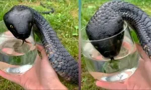 F. Wild Snake "Begged" Me For Some Water. When Animal Control Realizes Why, They Say, "You Got Lucky!"