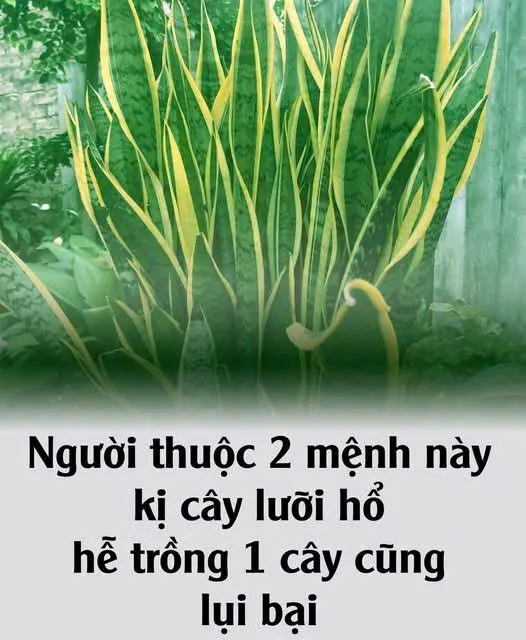 Tuổi đại kỵ với cây Lưỡi Hổ: Trồng 1 cây cũng đủ lụi bại, làm ăn chật vật vẫn thiếu tiền Tuổi đại kỵ với cây Lưỡi Hổ: Trồng 1 cây cũng đủ lụi bại, làm ăn chật vật vẫn thiếu tiền