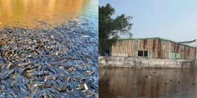 Trời ơi, không còn gì che dấu nữa, dưới đáy hồ ao cá trê của Tịnh Thất Bồng Lai, moi lên mà nổi da gà