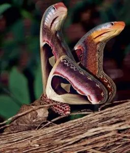 P1. Angry-appearing "snakes" were seen hiding under a tree, but nothing was as it seemed2