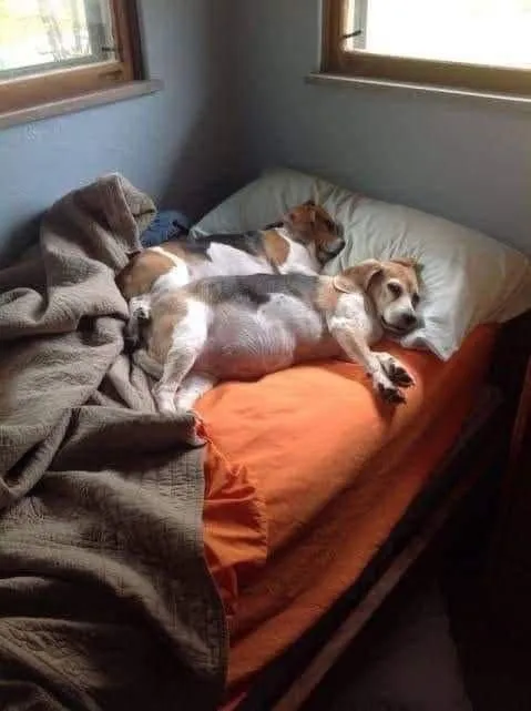 Science Reveals That Women Sleep Better Next To Dogs Than Men