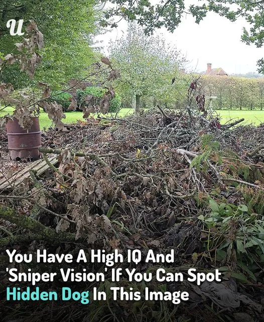You Have A High IQ And ‘Sniper Vision’ If You Can Spot Hidden Dog In This Image