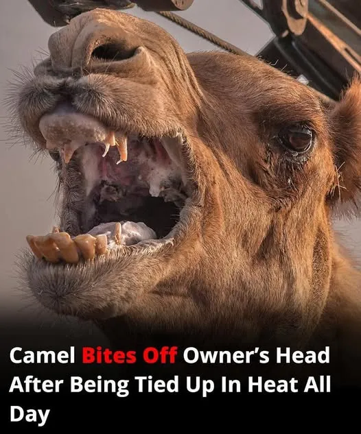 Neglected camel kills owner after hours tied in scorching heat Neglected camel kills owner after hours tied in scorching heat