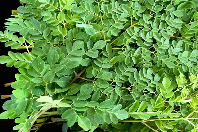 Loại rau phá hủy hơn 90% tế bào ung thư trong vòng 48h mà người Việt cứ ngỡ là rau dại mọc đầy đường