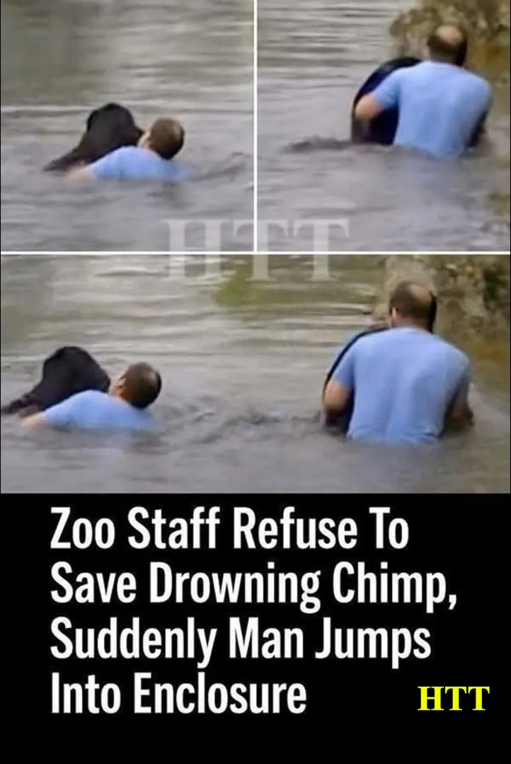 Truck driver jumped into forbidden zoo enclosure to rescue a drowning Chimp when no one else would