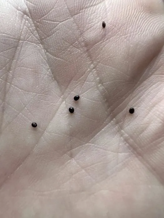 Don’t Ignore These Eggs in Your Yard—They Could Be Trouble