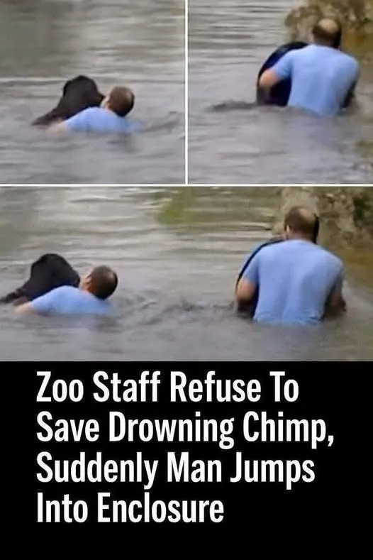 Truck driver jumped into forbidden zoo enclosure to rescue a drowning Chimp when no one else would