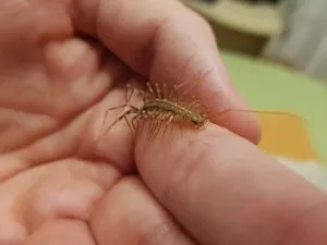 16. Why You Should Rethink Killing House Centipedes: Nature’s Pest Control Allies