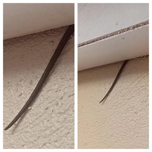 So what is this animal? The answer is here.