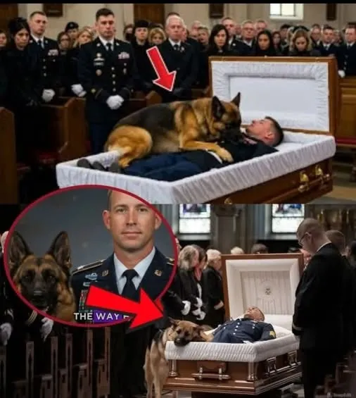En el funeral, un perro K9 saltó sobre el cuerpo del veterano, lo que…ver más
