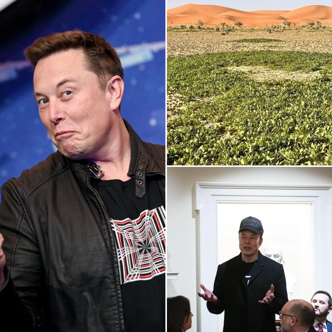 Elon Musk’s Secret $Hundreds Million Bet to Make Sahara Rain and Green the Desert