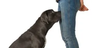 P2. If your dog is sniffing your genital area, it means you have