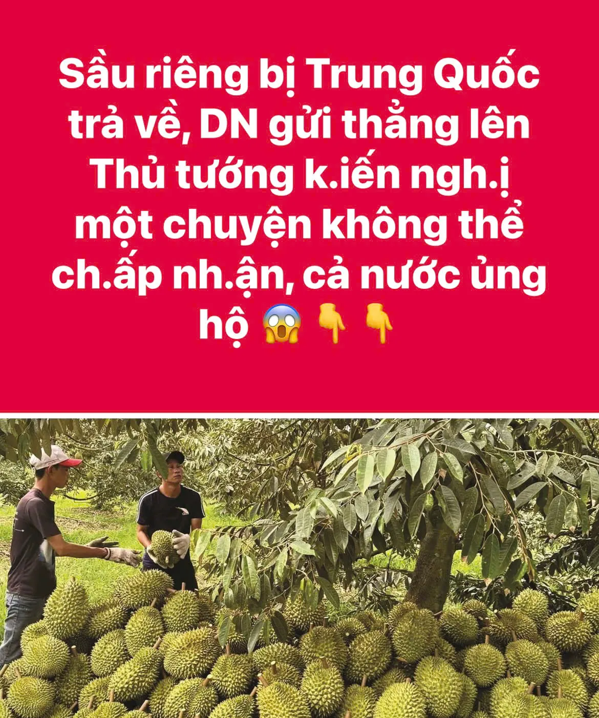 Sầu riêng bị Trung Quốc trả về, DN gửi thẳng lên Thủ tướng k.iến ngh.ị một chuyện không thể ch.ấp nh.ận, cả nước ủng hộ