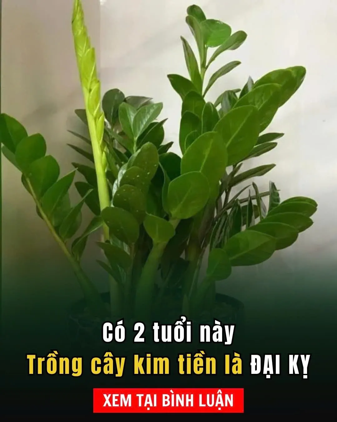 Có 2 tuổi trồng cây kim tiền là đại kỵ, tiền chảy trong nhà chảy hết ra ngoài Có 2 tuổi trồng cây kim tiền là đại kỵ, tiền chảy trong nhà chảy hết ra ngoài