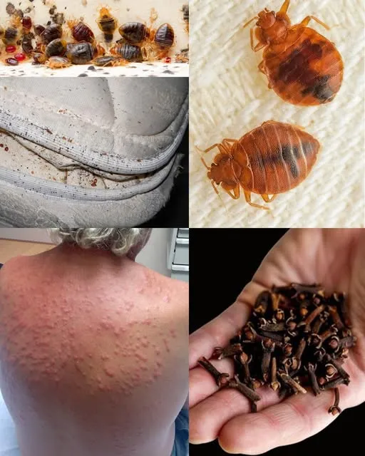 Natural Pest Control: Using Diatomaceous Earth and Cloves Against Bed Bugs and More