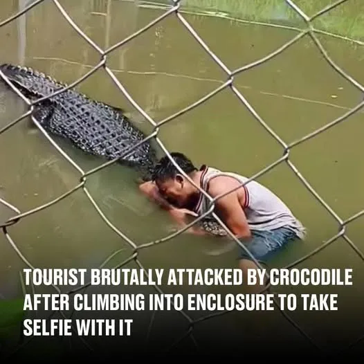 Tourist's selfie stunt in crocodile enclosure takes deadly turn