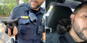 P4. A police officer discovered a little kitten, but when he checked the security footage, his smile faded