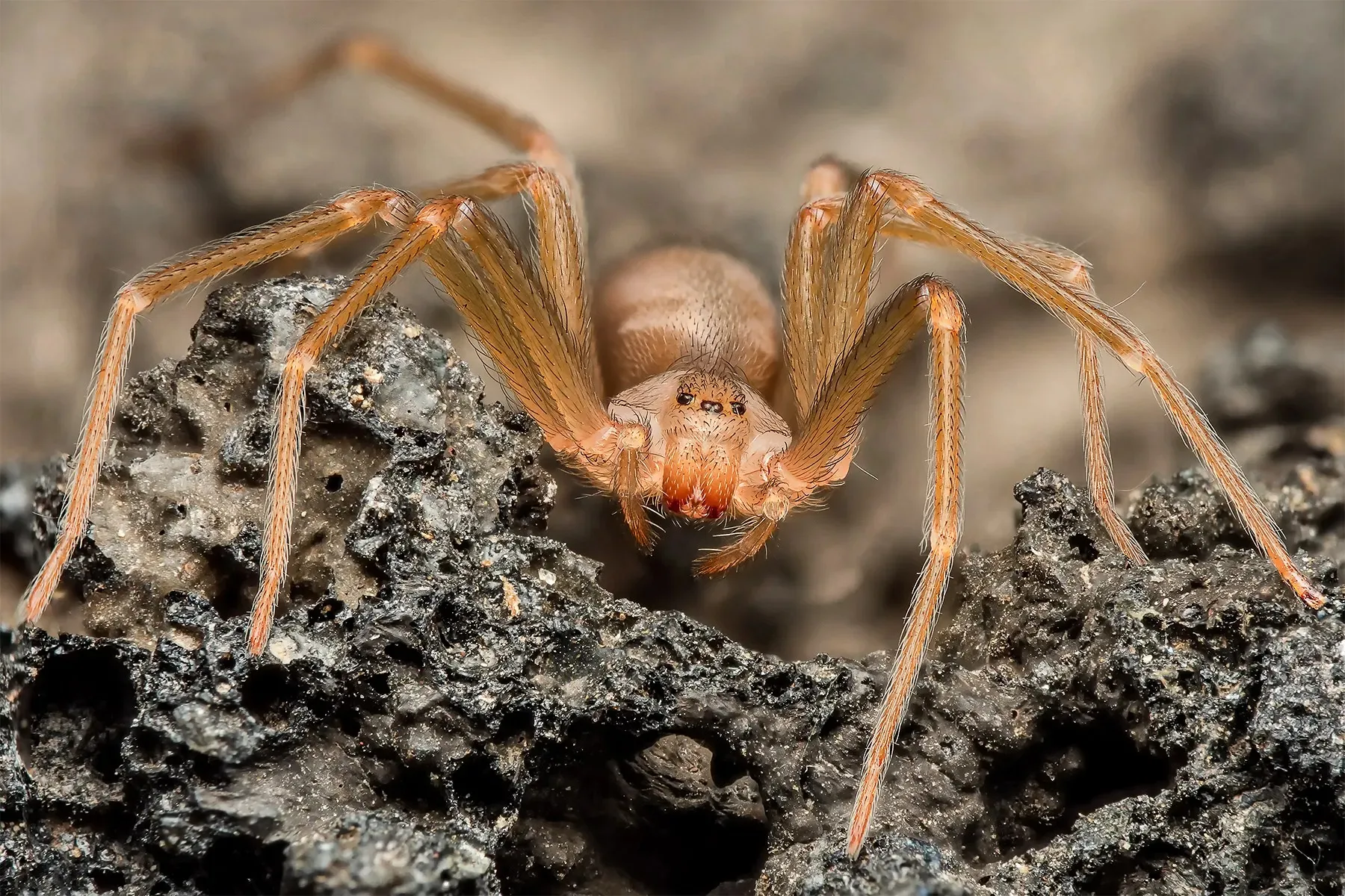 4. If You See One of These in Your Home, Don’t Touch It – Just Run!