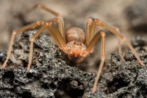 P3.  If You See One of These in Your Home, Don’t Touch It – Just Run!