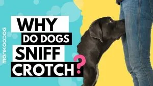 P4. If your dog is sniffing your GENlT*L area, it means you have... P4. If your dog is sniffing your GENlT*L area, it means you have...