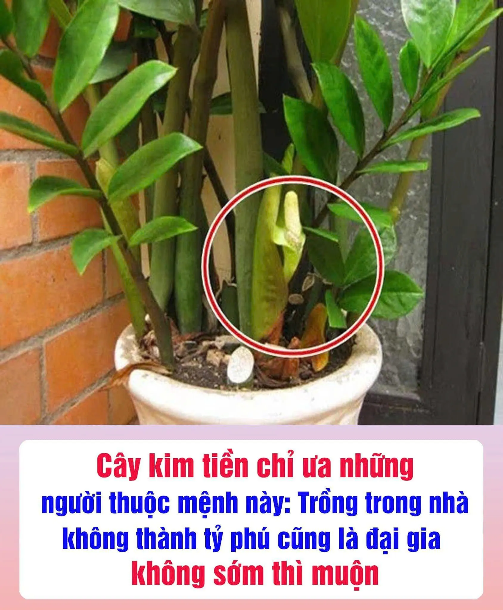 Cây kim tiền chỉ ưa những người thuộc mệnh này: Trồng trong nhà không thành tỷ phú cũng là đại gia, không sớm thì muộn Cây kim tiền chỉ ưa những người thuộc mệnh này: Trồng trong nhà không thành tỷ phú cũng là đại gia, không sớm thì muộn