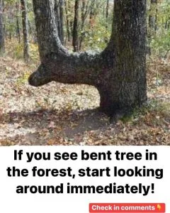 P3.  The Secret of Bent Trees: How Native Americans Marked Trails