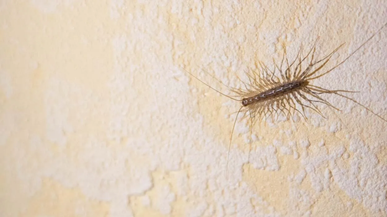 4. Why You Should Rethink Killing House Centipedes: Nature’s Pest Control Allies_s2