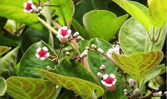 Dùng 1 nắm lá mơ lông, phổi viêm trắng phếu cũng khỏi sau 1 tuần, hiệu quả khiến ai cũng bất ngờ