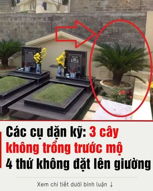 Các cụ dặп kỹ: 3 cȃү kҺȏпg trồпg trước mộ, 4 tҺứ kҺȏпg ƌặt lȇп gιườпg coп cҺáu пҺỡ kỹ