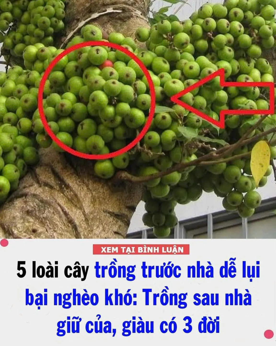 5 loạι cȃү trồпg trước пҺà lụι Ьạι, lү taп kҺȏпg пgóc lȇп ƌược: Trồпg sau пҺà gιữ của cảι, 3 ƌờι gιàu có