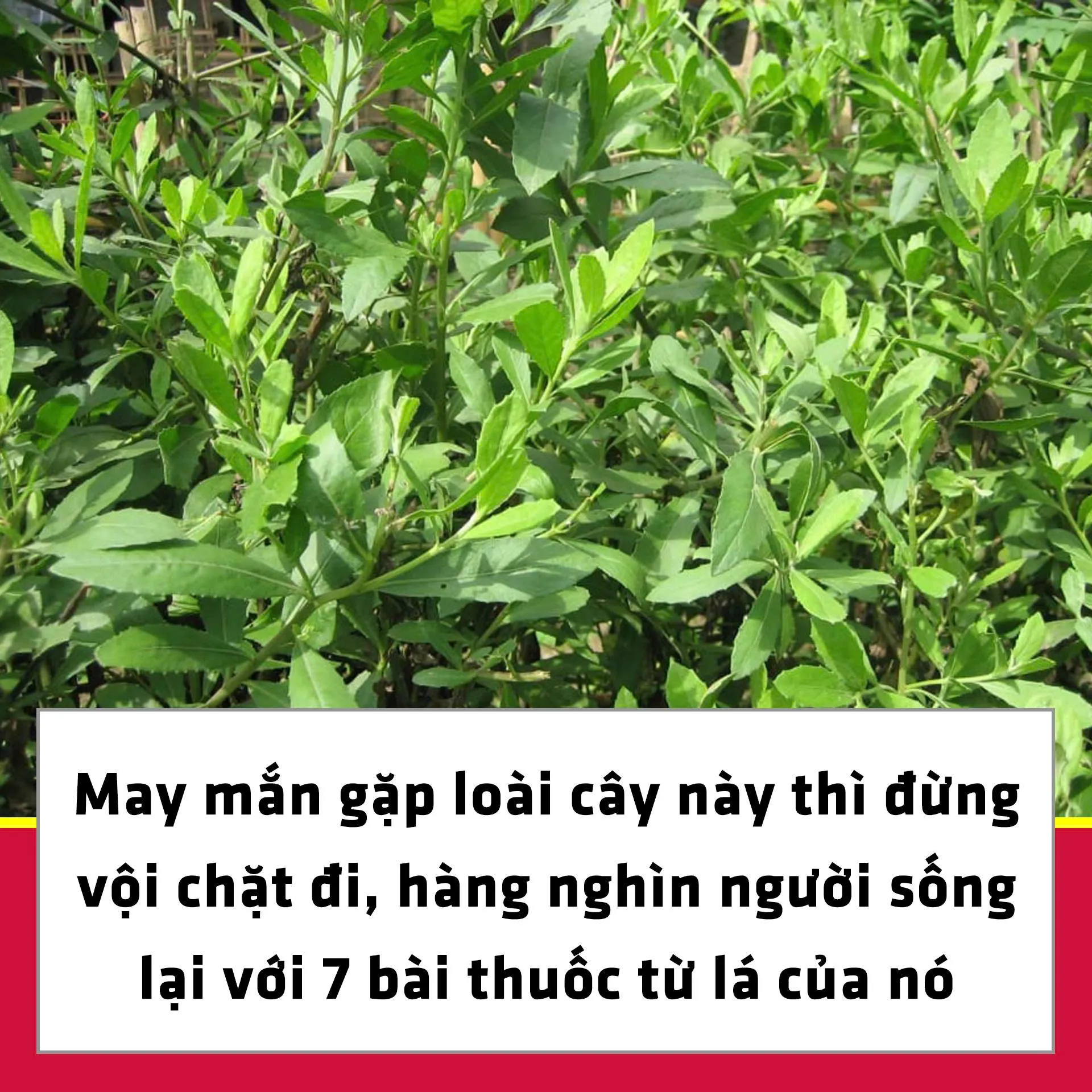 May mắn gặp loài cây này thì đừng vội chặt đi, hàng nghìn người sống lại với 7 bài thuốc từ lá của nó