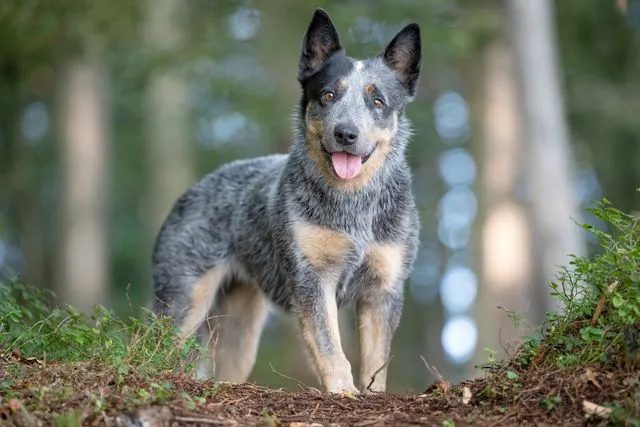Blue Heeler: The Loyal and Energetic Australian Cattle Dog