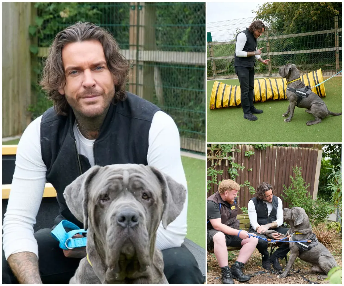 “He’s a slobbery angel on Earth” – Pete Wicks makes emotional plea to save terminally ill rescue dog Theo from dying in kennels as he offers to cover all medical bills for anyone willing to give him a final loving home - suong