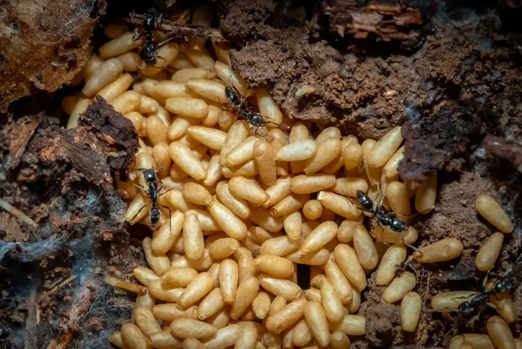 Invasive Asian insects spreading across 20 US states can cause hives, vomiting — and even death