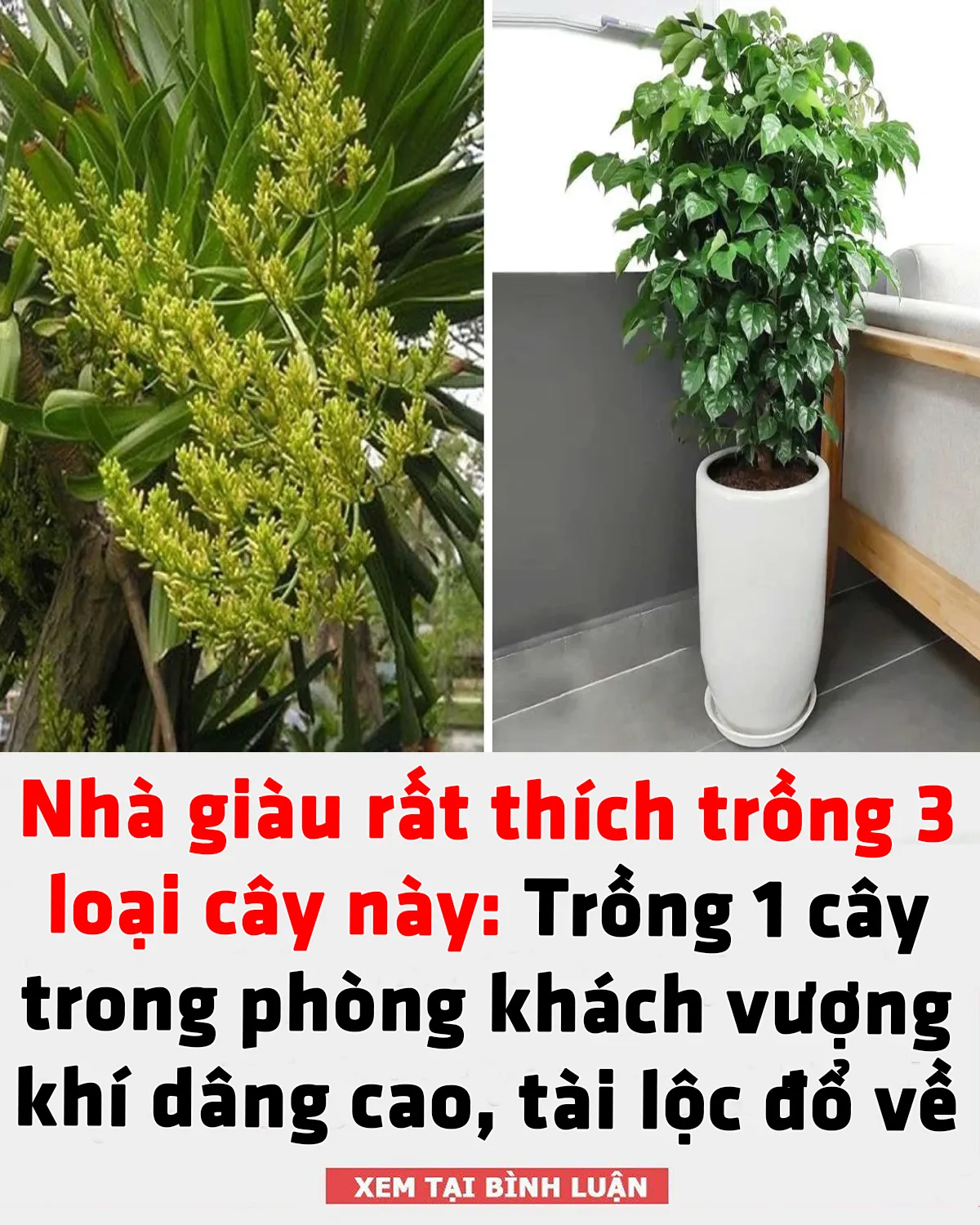 Nhà giàu rất thích trồng 3 loại cây này: Trồng 1 cây trong phòng khách vượng khí dâng cao, tài lộc đổ về