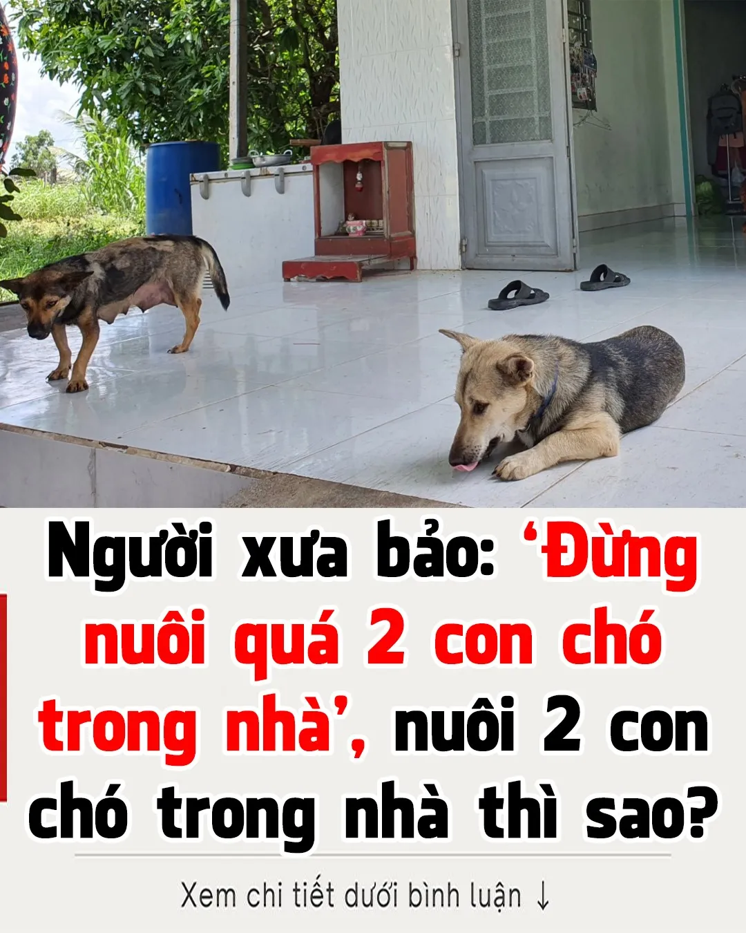 Người xưa bảo: ‘Đừng nuôi quá 2 con chó trong nhà’, nuôi 2 con ch/ó trong nh/à thì sao?