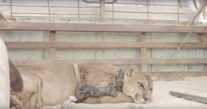 P3. Circus Lion Locked Up for 20 Years Finally Tastes Freedom