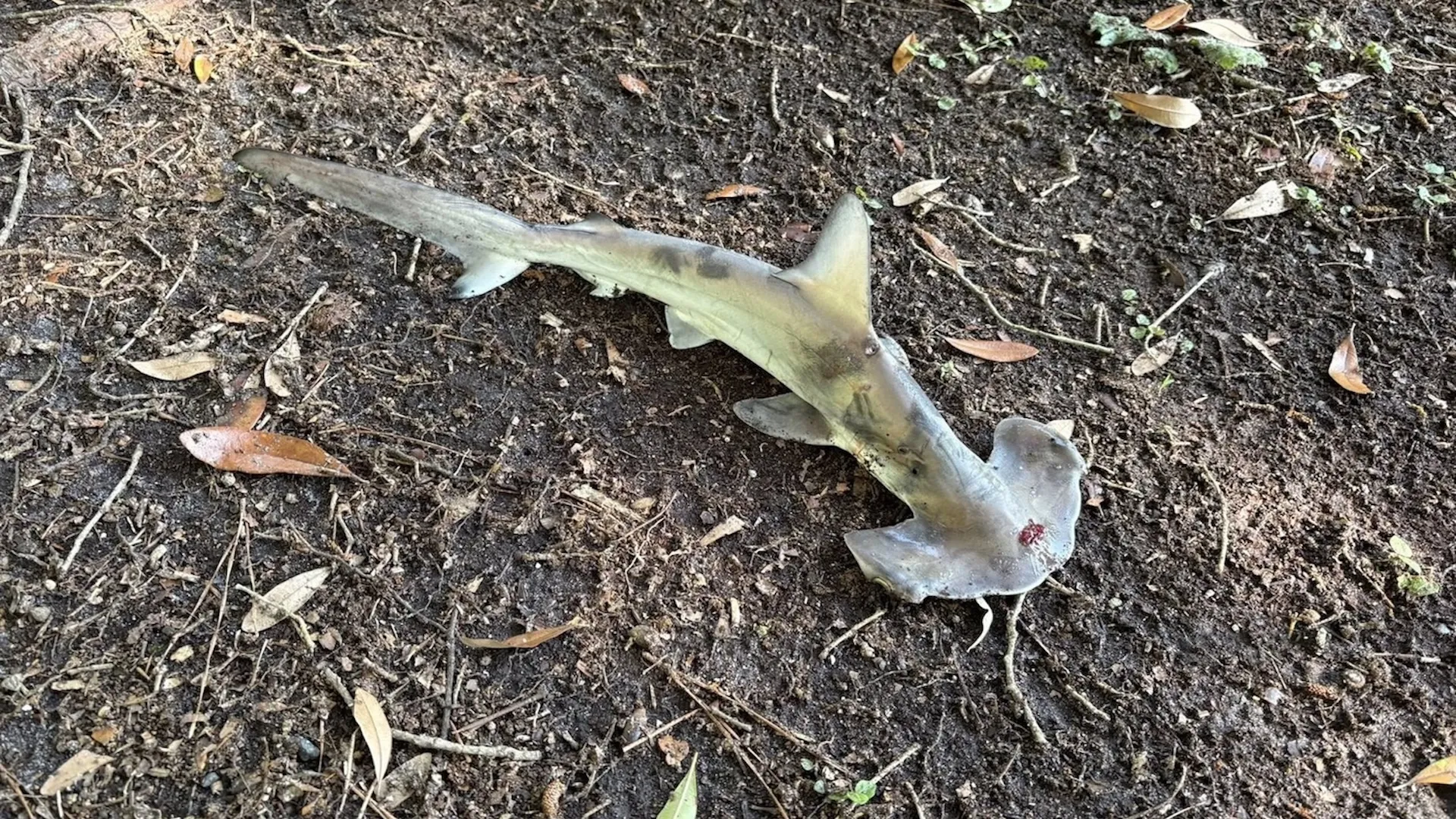 Hammerhead shark falls from sky onto disc golf course in South Carolina Hammerhead shark falls from sky onto disc golf course in South Carolina