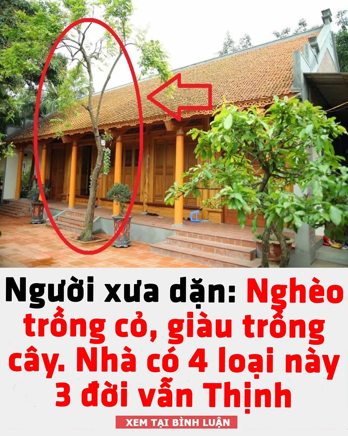 Người xưa dặn: Nghèo trồng cỏ, giàu trồng cây, nhà có 4 loại này 3 đời vẫn Thịnh