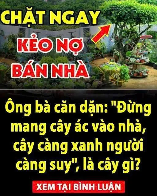 Đừng mang cây ác vào nhà, cây càng xanh người càng suy”, là cây gì?