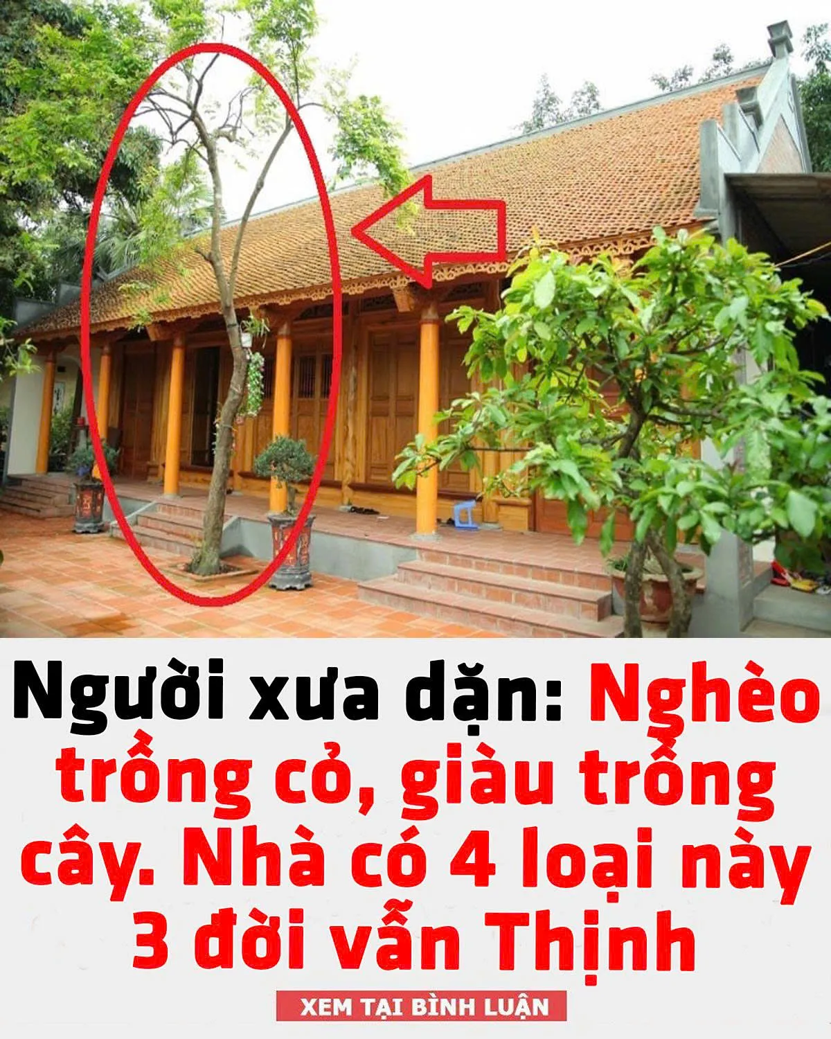 Người xưa dặn: Nghèo trồng cỏ, giàu trồng cây, nhà có 4 loại này 3 đời vẫn Thịnh