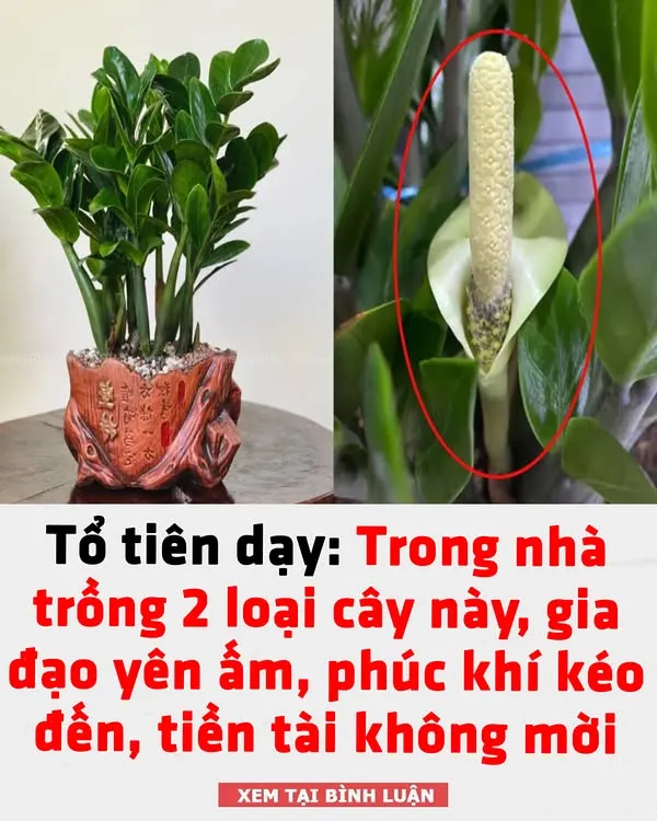 Tổ tiên dạy: Trong nhà trồng 2 loại cây này, gia đạo yên ấm, phúc khí kéo đến, tiền tài không mời cũng tới