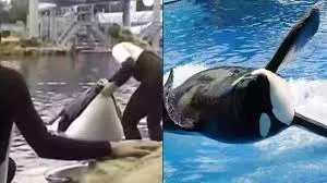 Chilling image of SeaWorld orca trainer taken moments before being dragged to her death by trapped killer whale