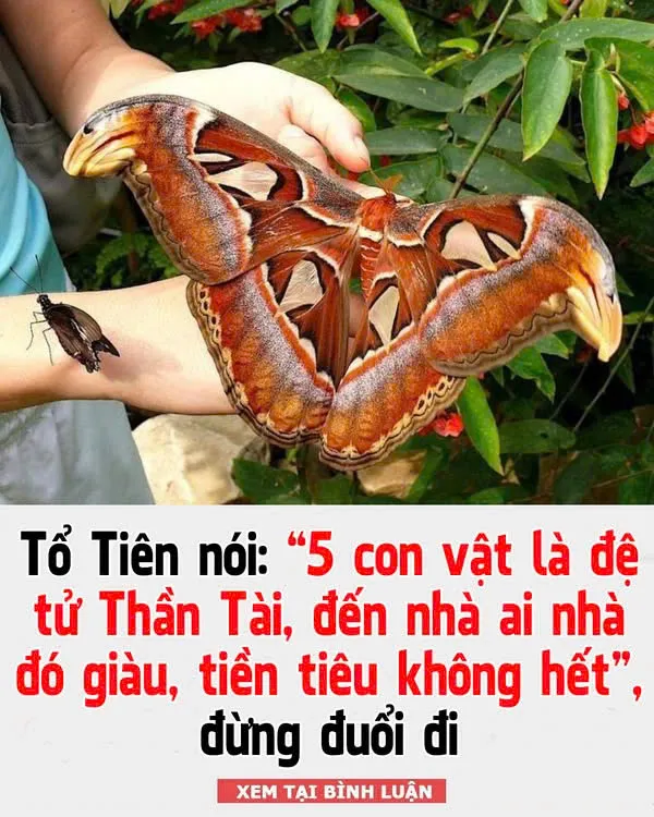 ‘5 con vật là đệ tử Thần Tài, đến nhà ai nhà đó giàu, tiền tiêu không hết’, đừng đuổi đi