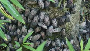 F. Why You Must Act Immediately If You Spot This Insect in Your Home