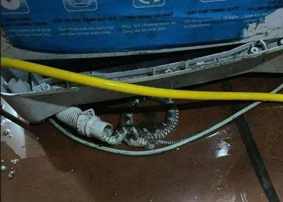 Người mẹ kể giây phút con gái bị r:ắn đ:ộc chui ra từ điều hòa c:ắn vào người